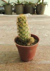 فروش کاکتوس مامیلاریا الانگاتا